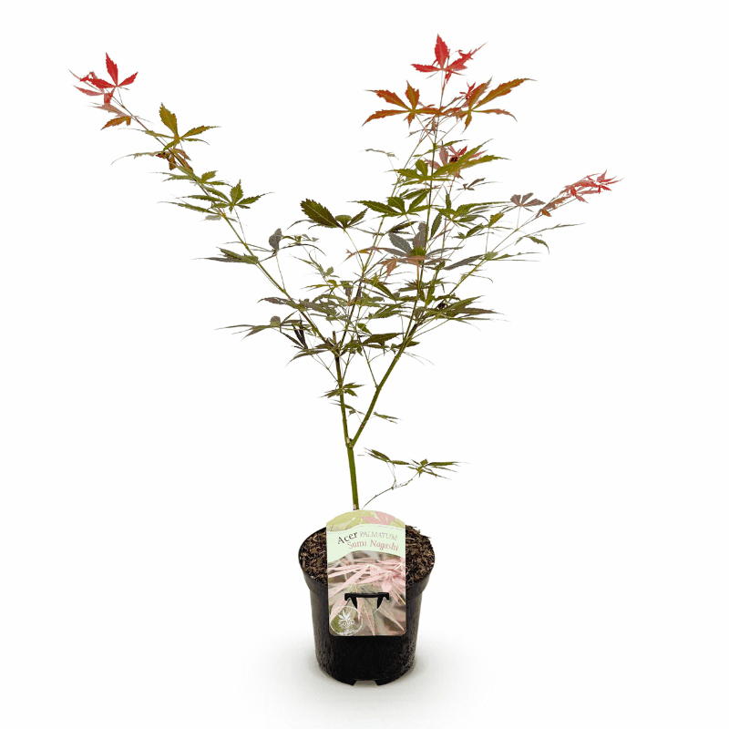 Acer palmatum - Japanischer Fächerahorn