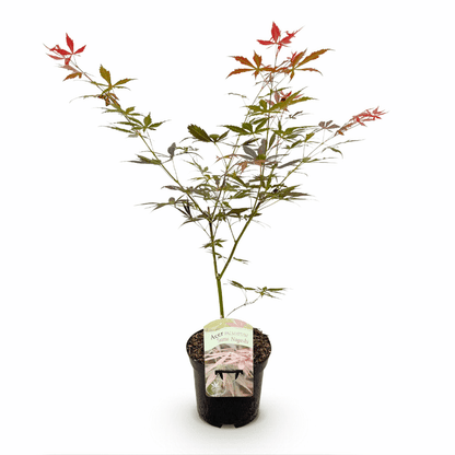 Acer palmatum - Japanischer Fächerahorn