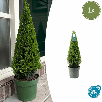 Ilex crenata - Japanische Stechpalme