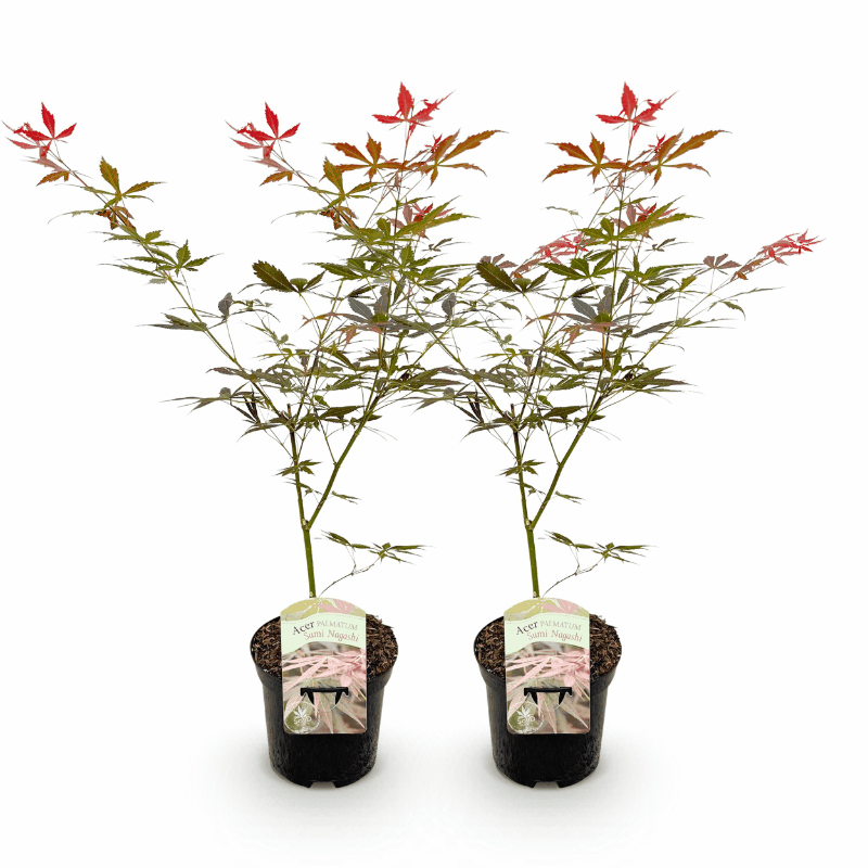 Acer palmatum - Japanischer Fächerahorn