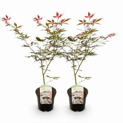 Acer palmatum - Japanischer Fächerahorn