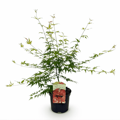 Acer palmatum - Japanischer Fächerahorn
