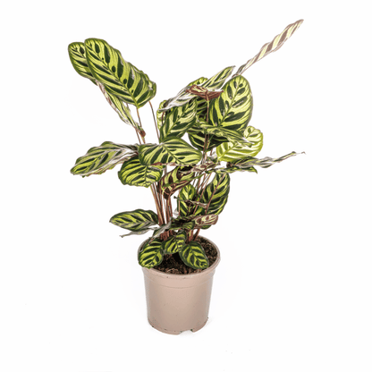 Calathea - Korbmarante