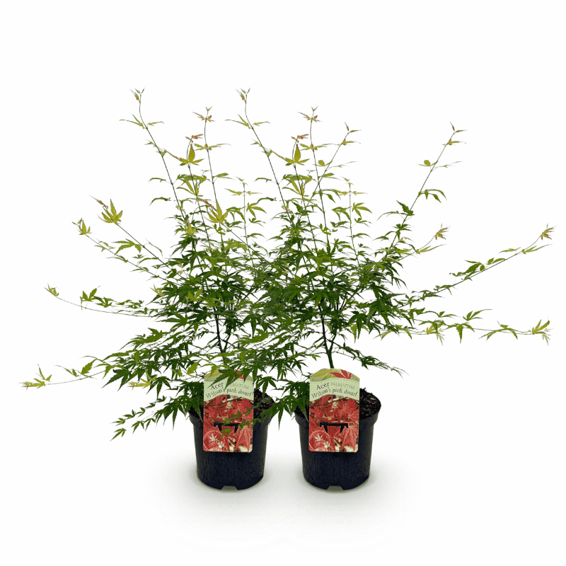 Acer palmatum - Japanischer Fächerahorn