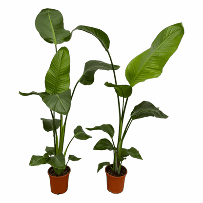 Strelitzia nicolai - Baumstrelitzie