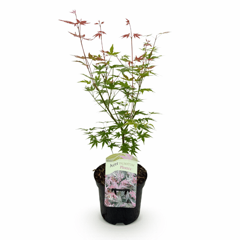 Acer palmatum - Japanischer Fächerahorn