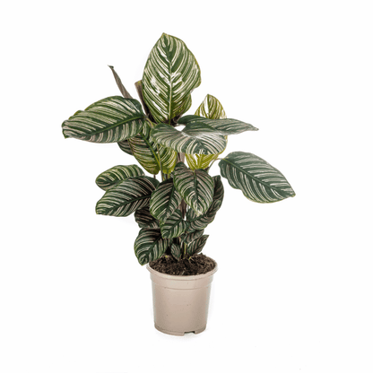 Calathea - Korbmarante