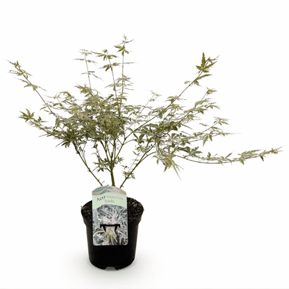Acer palmatum - Japanischer Fächerahorn