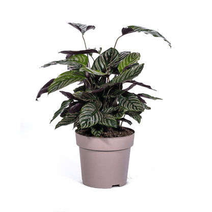 Calathea - Korbmarante