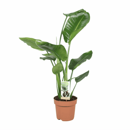 Strelitzia nicolai - Baumstrelitzie