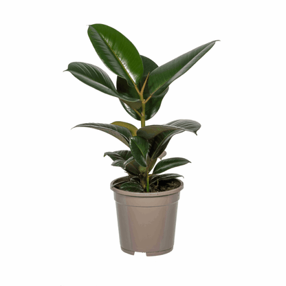 Ficus elastica - Gummibaum