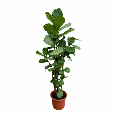 Ficus lyrata - Geigenfeige