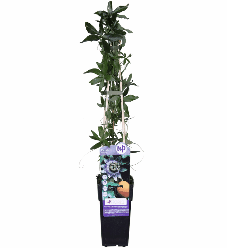Passiflora - Winterharte Passionsblume
