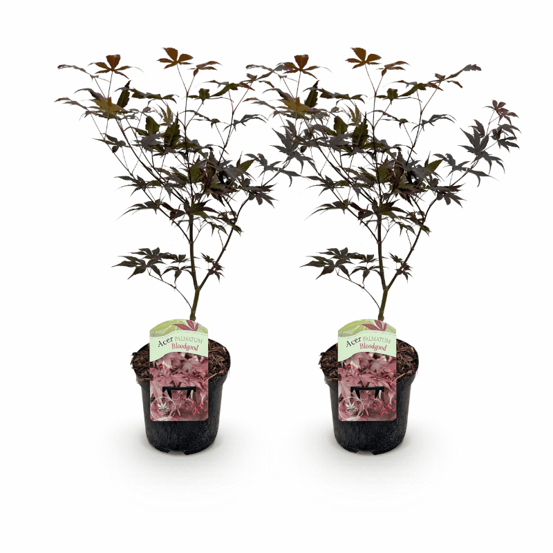 Acer palmatum - Japanischer Fächerahorn