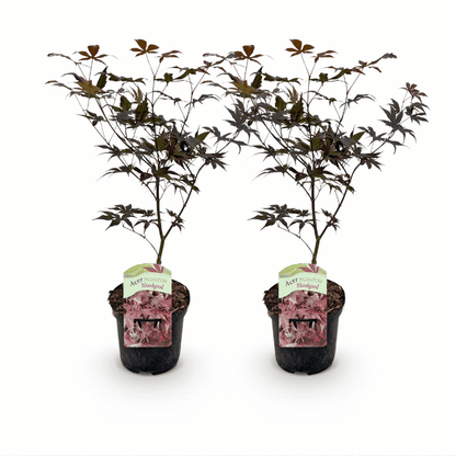 Acer palmatum - Japanischer Fächerahorn