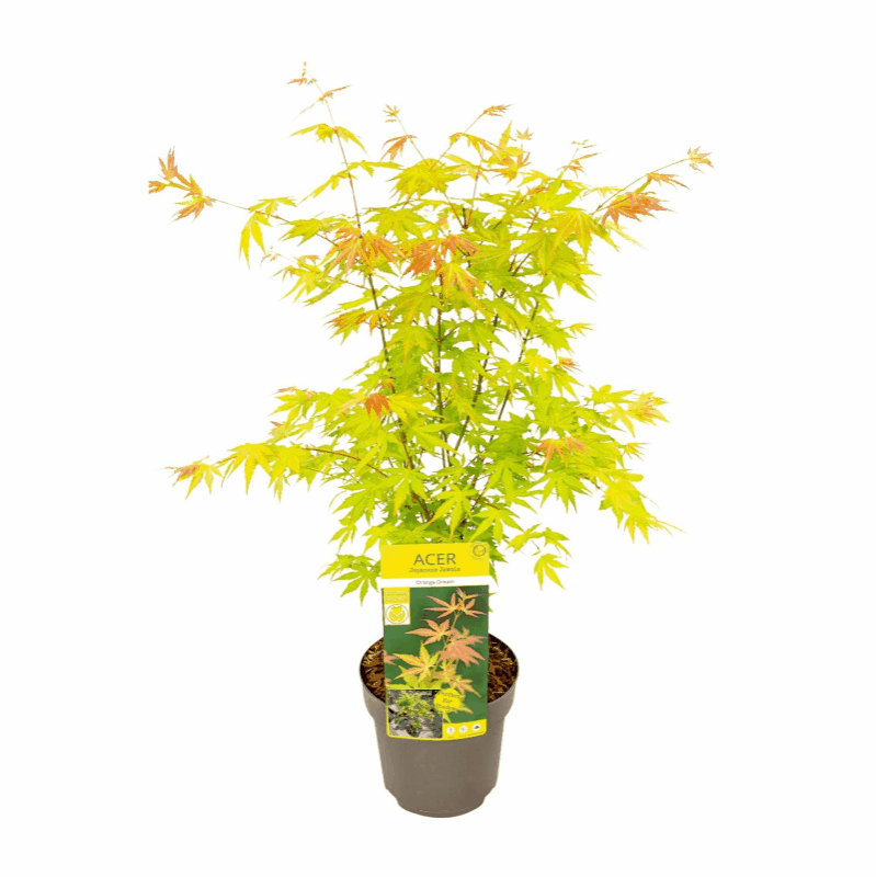 Acer palmatum - Japanischer Fächerahorn
