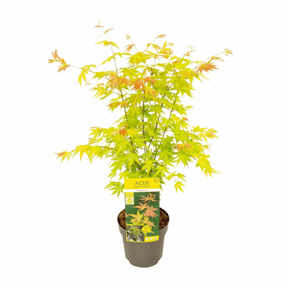Acer palmatum - Japanischer Fächerahorn