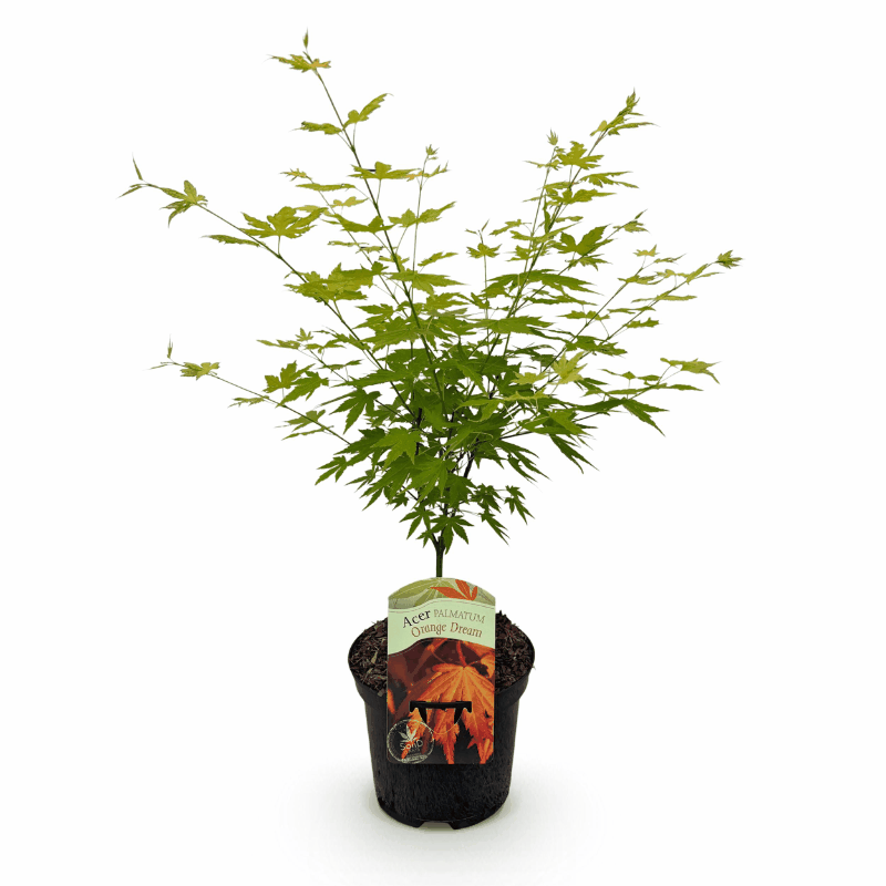 Acer palmatum - Japanischer Fächerahorn