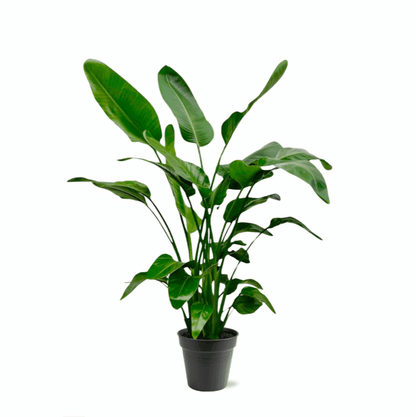 Strelitzia nicolai - Baumstrelitzie