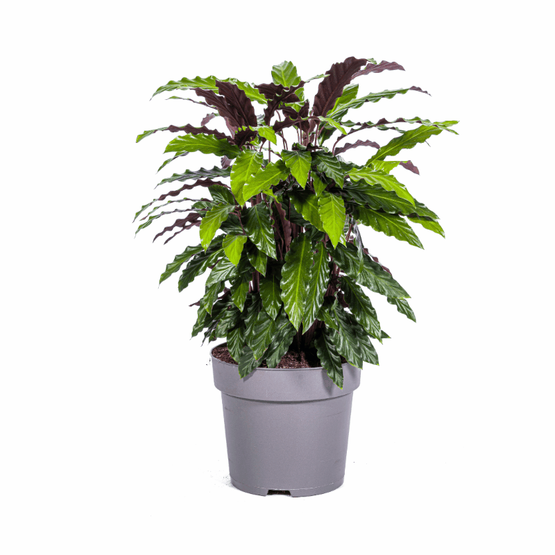 Calathea - Korbmarante