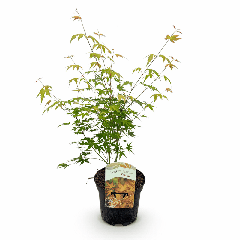 Acer palmatum - Japanischer Fächerahorn