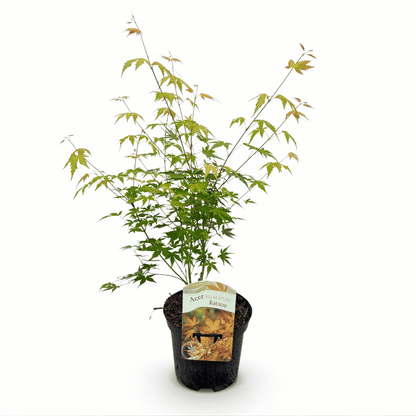 Acer palmatum - Japanischer Fächerahorn