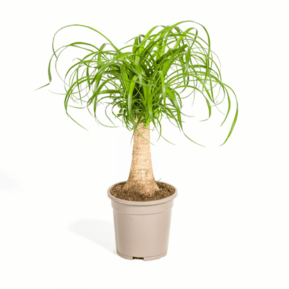 Beaucarnea Nolina recurvata - Elefantenfuß, Flaschenbaum