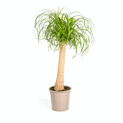 Beaucarnea Nolina recurvata - Elefantenfuß, Flaschenbaum