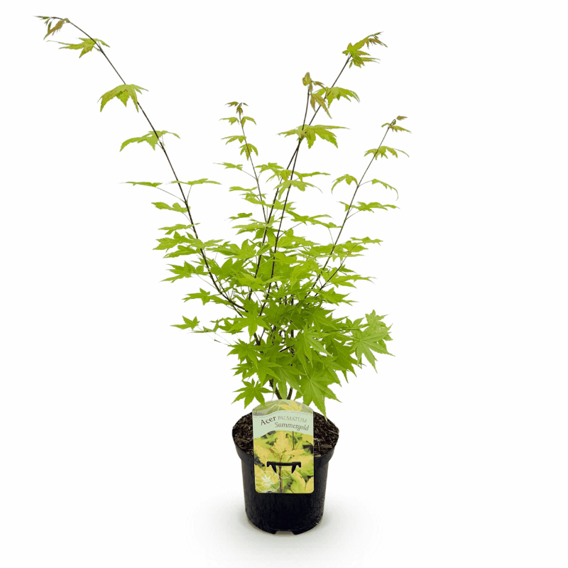 Acer palmatum - Japanischer Fächerahorn