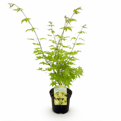 Acer palmatum - Japanischer Fächerahorn
