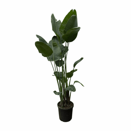 Strelitzia nicolai - Baumstrelitzie