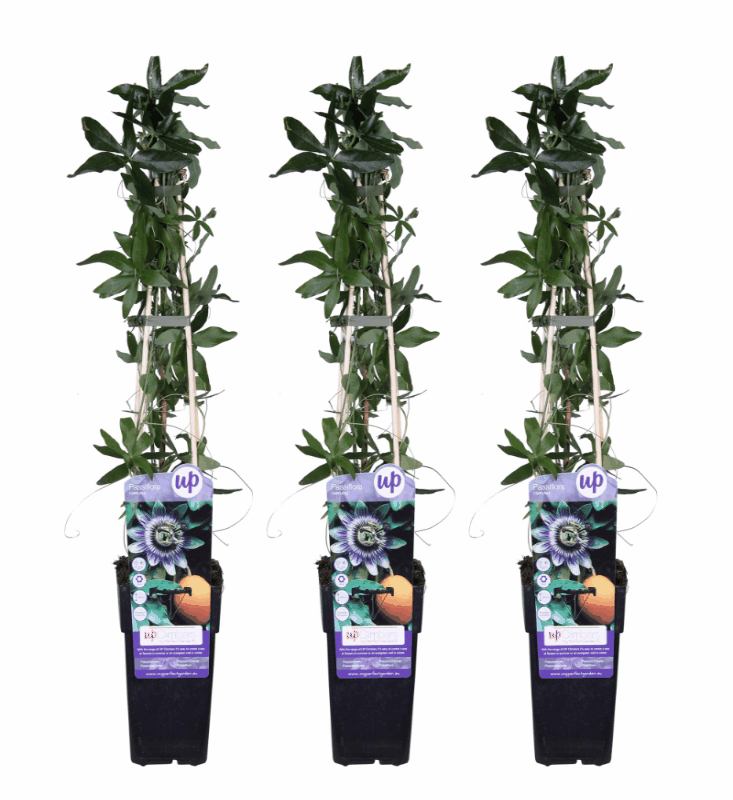 Passiflora - Winterharte Passionsblume