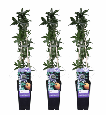 Passiflora - Winterharte Passionsblume