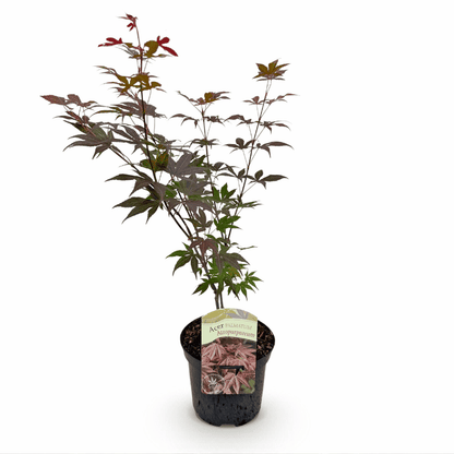 Acer palmatum - Japanischer Fächerahorn
