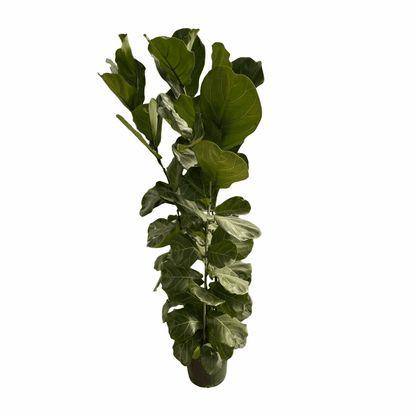 Ficus lyrata - Geigenfeige