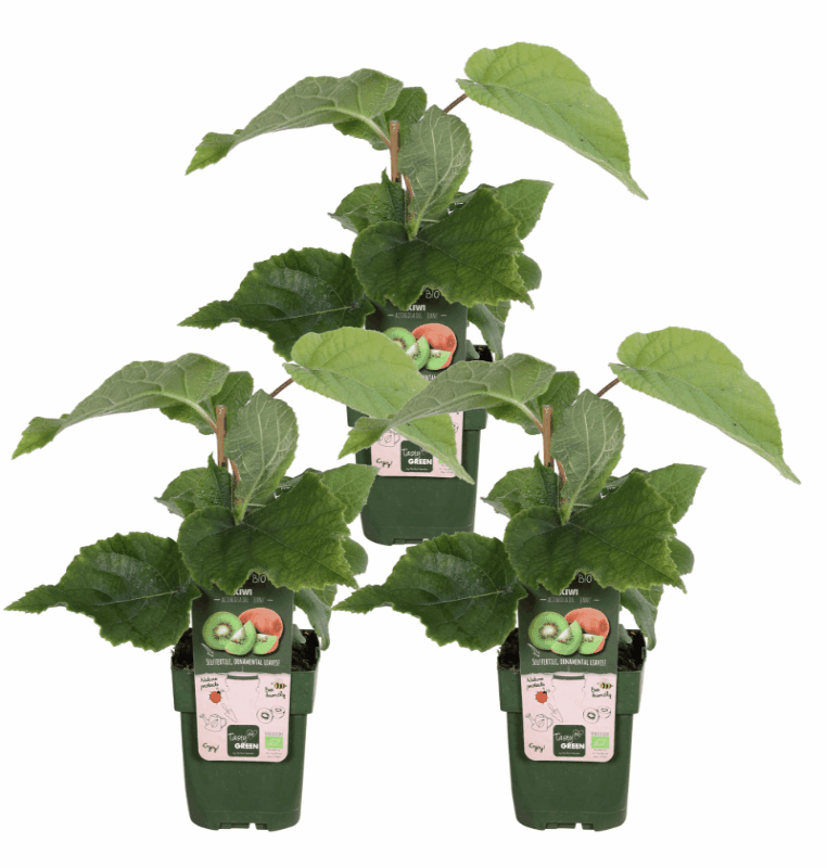Actinidia deliciosa - Verschiedene Sorten Kiwipflanzen
