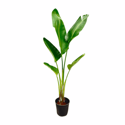 Strelitzia augusta (alba) - Weiẞe Strelitzie