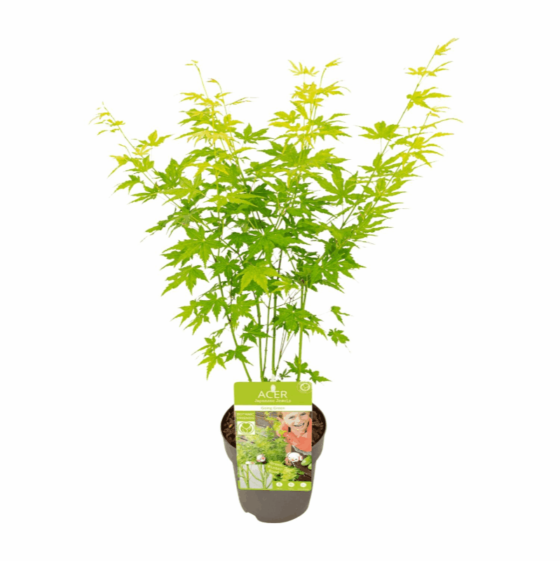 Acer palmatum - Japanischer Fächerahorn