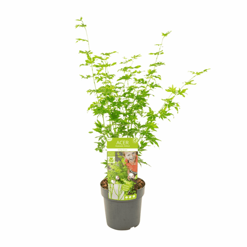 Acer palmatum - Japanischer Fächerahorn