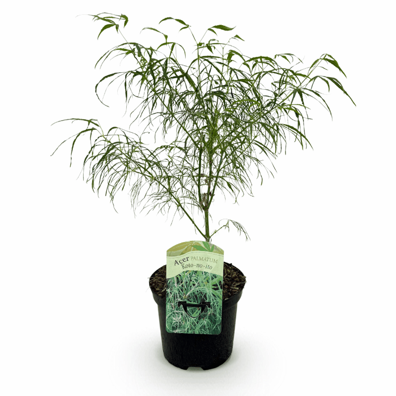Acer palmatum - Japanischer Fächerahorn
