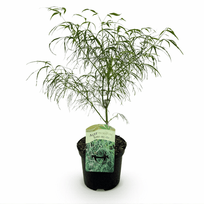 Acer palmatum - Japanischer Fächerahorn