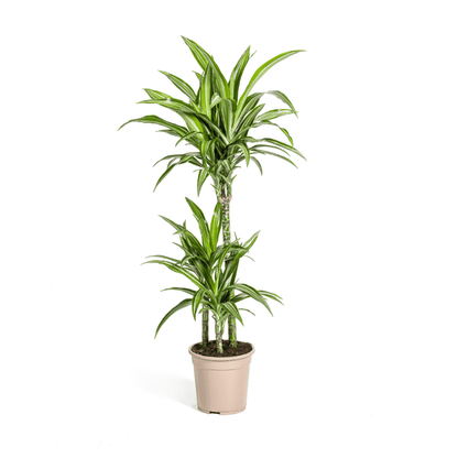 Dracaena deremensis - Drachenbaum