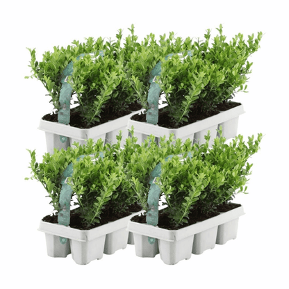 Ilex crenata - Japanische Stechpalme