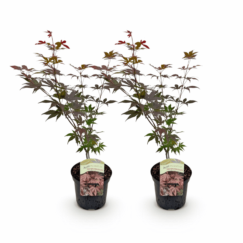 Acer palmatum - Japanischer Fächerahorn
