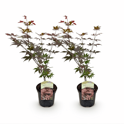 Acer palmatum - Japanischer Fächerahorn