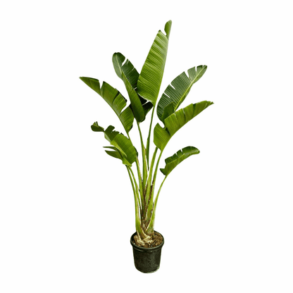 Strelitzia augusta (alba) - Weiẞe Strelitzie
