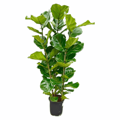 Ficus lyrata - Geigenfeige