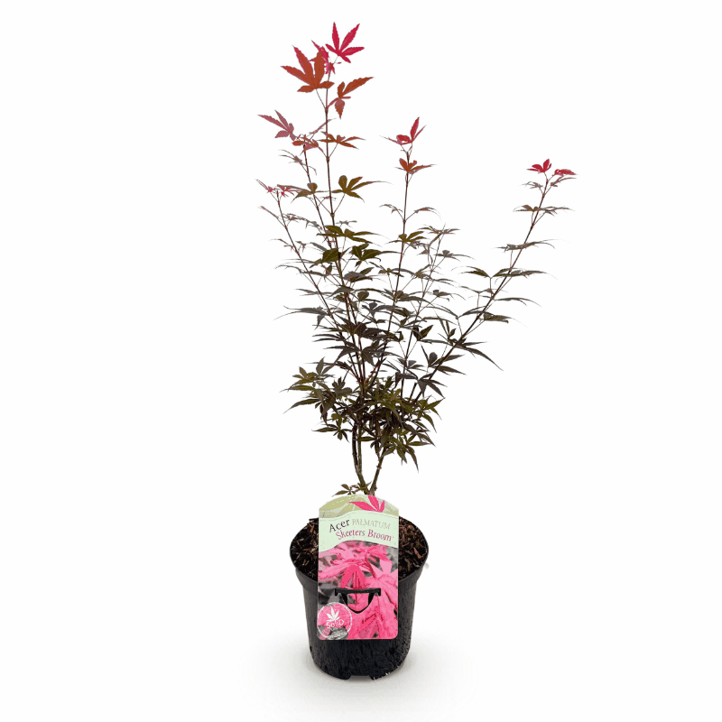 Acer palmatum - Japanischer Fächerahorn