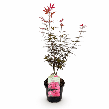 Acer palmatum - Japanischer Fächerahorn