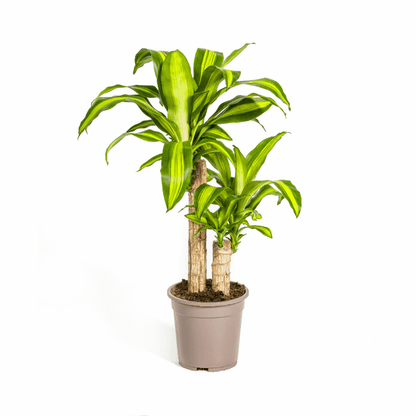 Dracaena fragrans - Duftender Drachenbaum